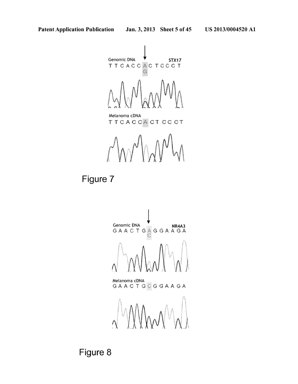 METHODS AND MATERIALS RELATED TO HAIR PIGMENTATION AND CANCER - diagram, schematic, and image 06