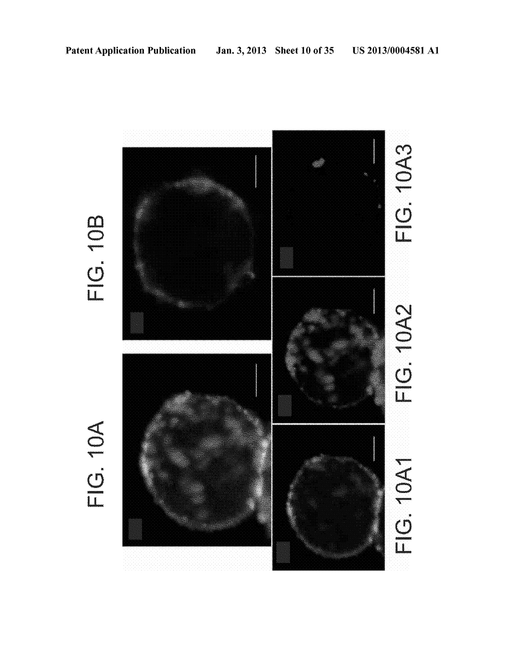 CONTROLLING UPTAKE BY CELLS - diagram, schematic, and image 11