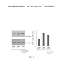 PHARMACEUTICAL COMPOSITION FOR TREATING DIABETES CONTAINING QUAMOCLIT     ANGULATA EXTRACT diagram and image