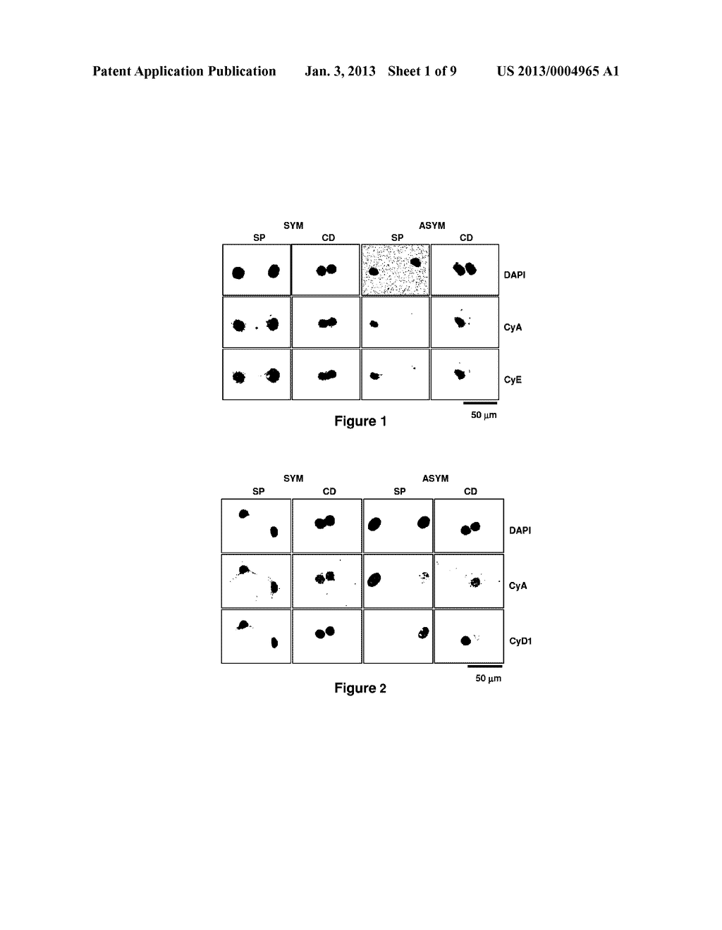DETECTING AND COUNTING TISSUE - SPECIFIC STEM CELLS AND USES THEREOF - diagram, schematic, and image 02
