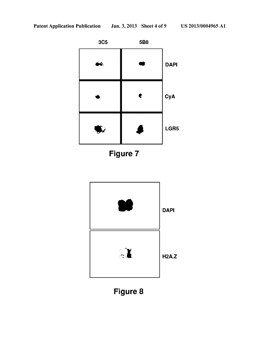DETECTING AND COUNTING TISSUE - SPECIFIC STEM CELLS AND USES THEREOF - diagram, schematic, and image 05