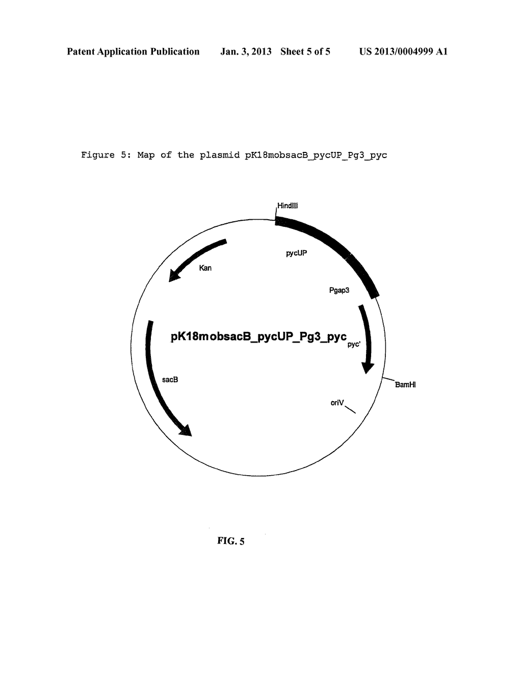 VARIANTS OF THE PROMOTER OF THE GAP GENE CODING FOR     GLYCERALDEHYDE-3-PHOSPHATE DEHYDROGENASE - diagram, schematic, and image 06