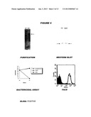 HETEROLOGOUS EXPRESSION OF NEISSERIAL PROTEINS diagram and image