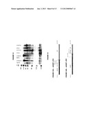 HETEROLOGOUS EXPRESSION OF NEISSERIAL PROTEINS diagram and image