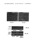 S-NITROSYLATION OF GLUCOSYLATING TOXINS AND USES THEREFOR diagram and image