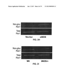 S-NITROSYLATION OF GLUCOSYLATING TOXINS AND USES THEREFOR diagram and image