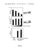 COMPOSITIONS AND METHODS FOR THE TREATMENT OF METABOLIC DISORDERS diagram and image