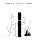 COMPOSITIONS AND METHODS FOR THE TREATMENT OF METABOLIC DISORDERS diagram and image