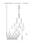 Broccoli type having curds with detached florets diagram and image