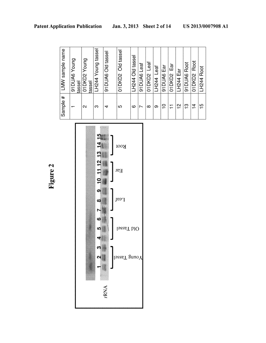 METHODS AND COMPOSITIONS FOR SELECTIVE REGULATION OF PROTEIN EXPRESSION - diagram, schematic, and image 03
