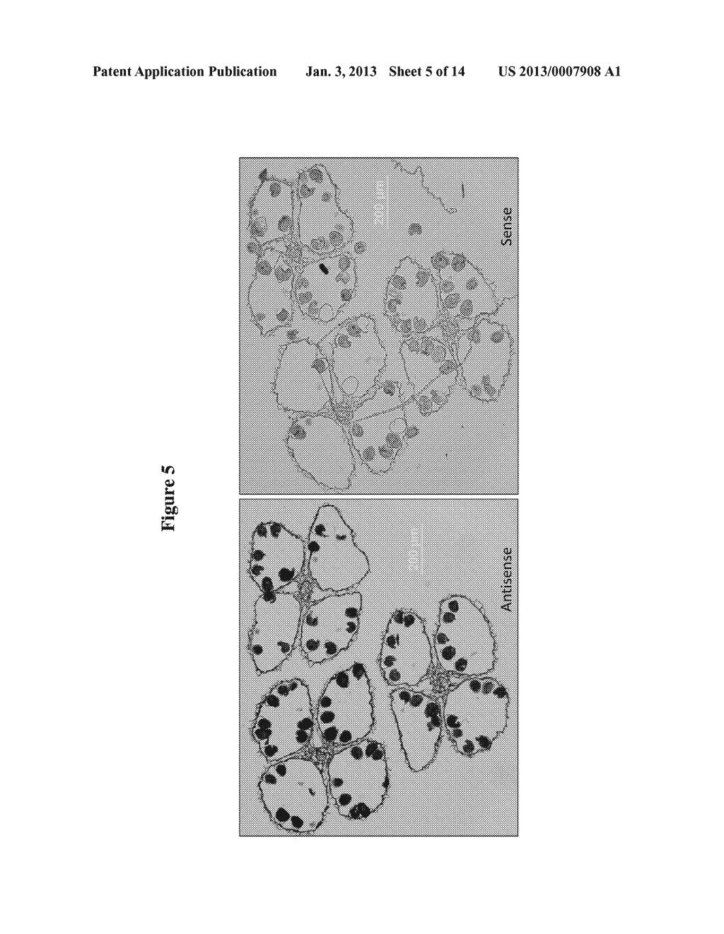 METHODS AND COMPOSITIONS FOR SELECTIVE REGULATION OF PROTEIN EXPRESSION - diagram, schematic, and image 06