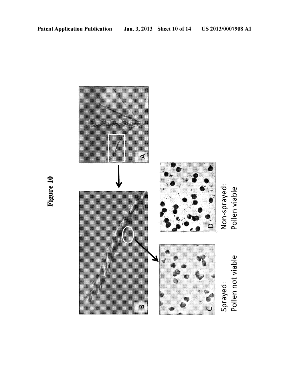 METHODS AND COMPOSITIONS FOR SELECTIVE REGULATION OF PROTEIN EXPRESSION - diagram, schematic, and image 11