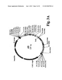 METHOD OF PRODUCTION OF RECOMBINANT SUCROSE SYNTHASE, USE THEREOF IN THE     MANUFACTURE OF KITS FOR DETERMINATION OF SUCROSE, PRODUCTION OF     ADPGLUCOSE AND PRODUCTION OF TRANSGENIC PLANTS WHOSE LEAVES AND STORAGE     ORGANS ACCUMULATE HIGH CONTENTS OF ADPGLUCOSE AND STARCH diagram and image