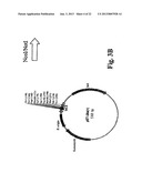 METHOD OF PRODUCTION OF RECOMBINANT SUCROSE SYNTHASE, USE THEREOF IN THE     MANUFACTURE OF KITS FOR DETERMINATION OF SUCROSE, PRODUCTION OF     ADPGLUCOSE AND PRODUCTION OF TRANSGENIC PLANTS WHOSE LEAVES AND STORAGE     ORGANS ACCUMULATE HIGH CONTENTS OF ADPGLUCOSE AND STARCH diagram and image