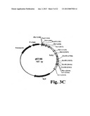 METHOD OF PRODUCTION OF RECOMBINANT SUCROSE SYNTHASE, USE THEREOF IN THE     MANUFACTURE OF KITS FOR DETERMINATION OF SUCROSE, PRODUCTION OF     ADPGLUCOSE AND PRODUCTION OF TRANSGENIC PLANTS WHOSE LEAVES AND STORAGE     ORGANS ACCUMULATE HIGH CONTENTS OF ADPGLUCOSE AND STARCH diagram and image