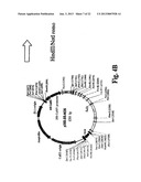 METHOD OF PRODUCTION OF RECOMBINANT SUCROSE SYNTHASE, USE THEREOF IN THE     MANUFACTURE OF KITS FOR DETERMINATION OF SUCROSE, PRODUCTION OF     ADPGLUCOSE AND PRODUCTION OF TRANSGENIC PLANTS WHOSE LEAVES AND STORAGE     ORGANS ACCUMULATE HIGH CONTENTS OF ADPGLUCOSE AND STARCH diagram and image