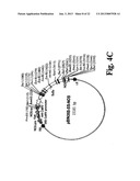 METHOD OF PRODUCTION OF RECOMBINANT SUCROSE SYNTHASE, USE THEREOF IN THE     MANUFACTURE OF KITS FOR DETERMINATION OF SUCROSE, PRODUCTION OF     ADPGLUCOSE AND PRODUCTION OF TRANSGENIC PLANTS WHOSE LEAVES AND STORAGE     ORGANS ACCUMULATE HIGH CONTENTS OF ADPGLUCOSE AND STARCH diagram and image