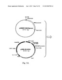 METHOD OF PRODUCTION OF RECOMBINANT SUCROSE SYNTHASE, USE THEREOF IN THE     MANUFACTURE OF KITS FOR DETERMINATION OF SUCROSE, PRODUCTION OF     ADPGLUCOSE AND PRODUCTION OF TRANSGENIC PLANTS WHOSE LEAVES AND STORAGE     ORGANS ACCUMULATE HIGH CONTENTS OF ADPGLUCOSE AND STARCH diagram and image