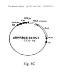 METHOD OF PRODUCTION OF RECOMBINANT SUCROSE SYNTHASE, USE THEREOF IN THE     MANUFACTURE OF KITS FOR DETERMINATION OF SUCROSE, PRODUCTION OF     ADPGLUCOSE AND PRODUCTION OF TRANSGENIC PLANTS WHOSE LEAVES AND STORAGE     ORGANS ACCUMULATE HIGH CONTENTS OF ADPGLUCOSE AND STARCH diagram and image