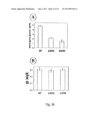 METHOD OF PRODUCTION OF RECOMBINANT SUCROSE SYNTHASE, USE THEREOF IN THE     MANUFACTURE OF KITS FOR DETERMINATION OF SUCROSE, PRODUCTION OF     ADPGLUCOSE AND PRODUCTION OF TRANSGENIC PLANTS WHOSE LEAVES AND STORAGE     ORGANS ACCUMULATE HIGH CONTENTS OF ADPGLUCOSE AND STARCH diagram and image