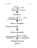 METHOD OF PRODUCTION OF RECOMBINANT SUCROSE SYNTHASE, USE THEREOF IN THE     MANUFACTURE OF KITS FOR DETERMINATION OF SUCROSE, PRODUCTION OF     ADPGLUCOSE AND PRODUCTION OF TRANSGENIC PLANTS WHOSE LEAVES AND STORAGE     ORGANS ACCUMULATE HIGH CONTENTS OF ADPGLUCOSE AND STARCH diagram and image