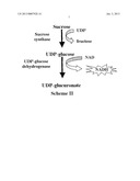 METHOD OF PRODUCTION OF RECOMBINANT SUCROSE SYNTHASE, USE THEREOF IN THE     MANUFACTURE OF KITS FOR DETERMINATION OF SUCROSE, PRODUCTION OF     ADPGLUCOSE AND PRODUCTION OF TRANSGENIC PLANTS WHOSE LEAVES AND STORAGE     ORGANS ACCUMULATE HIGH CONTENTS OF ADPGLUCOSE AND STARCH diagram and image