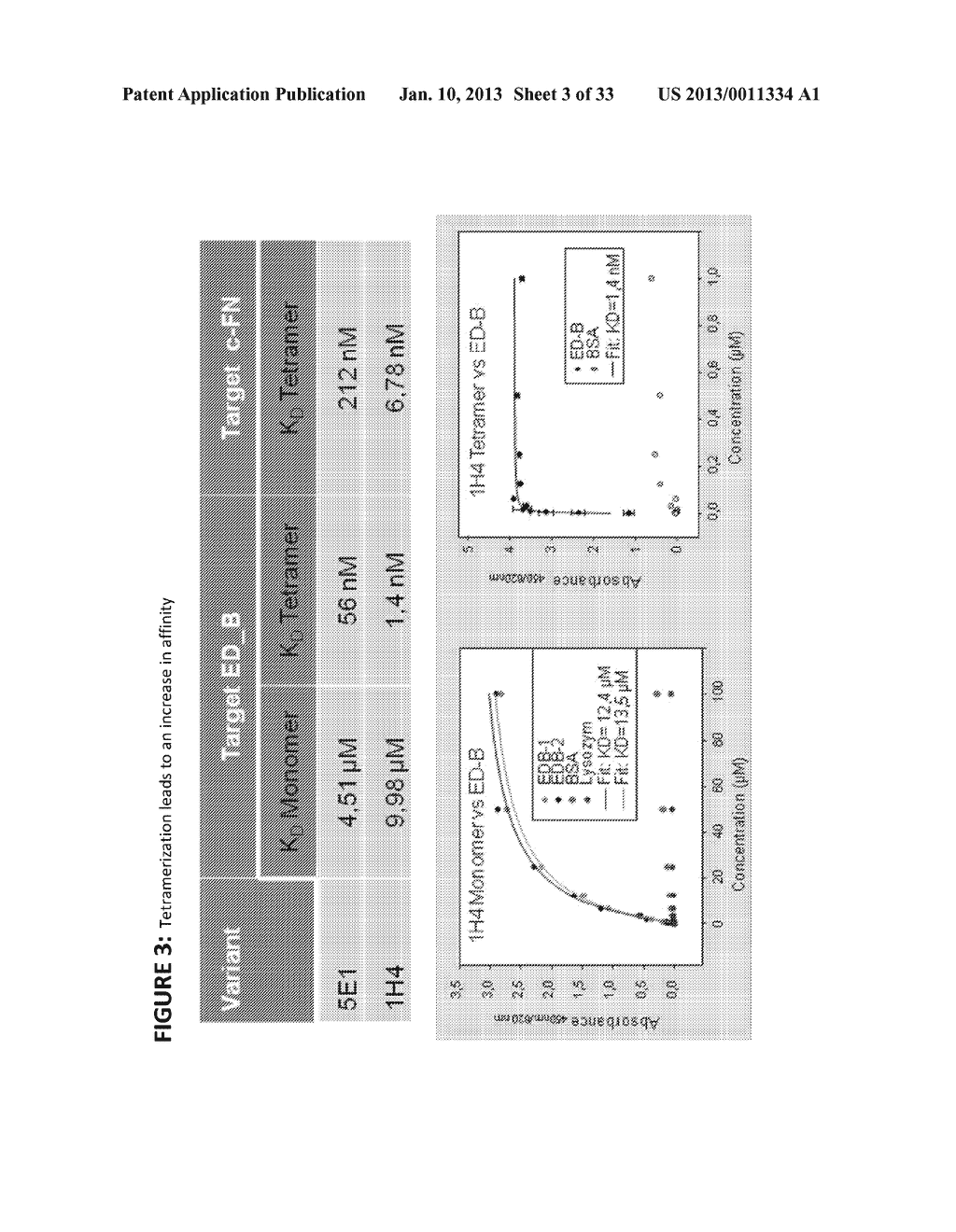 MODIFIED UBIQUITIN PROTEINS HAVING A SPECIFIC BINDING ACTIVITY FOR THE     EXTRADOMAIN B OF FIBRONECTIN - diagram, schematic, and image 04