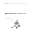 MODIFIED UBIQUITIN PROTEINS HAVING A SPECIFIC BINDING ACTIVITY FOR THE     EXTRADOMAIN B OF FIBRONECTIN diagram and image