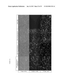 MODIFIED UBIQUITIN PROTEINS HAVING A SPECIFIC BINDING ACTIVITY FOR THE     EXTRADOMAIN B OF FIBRONECTIN diagram and image