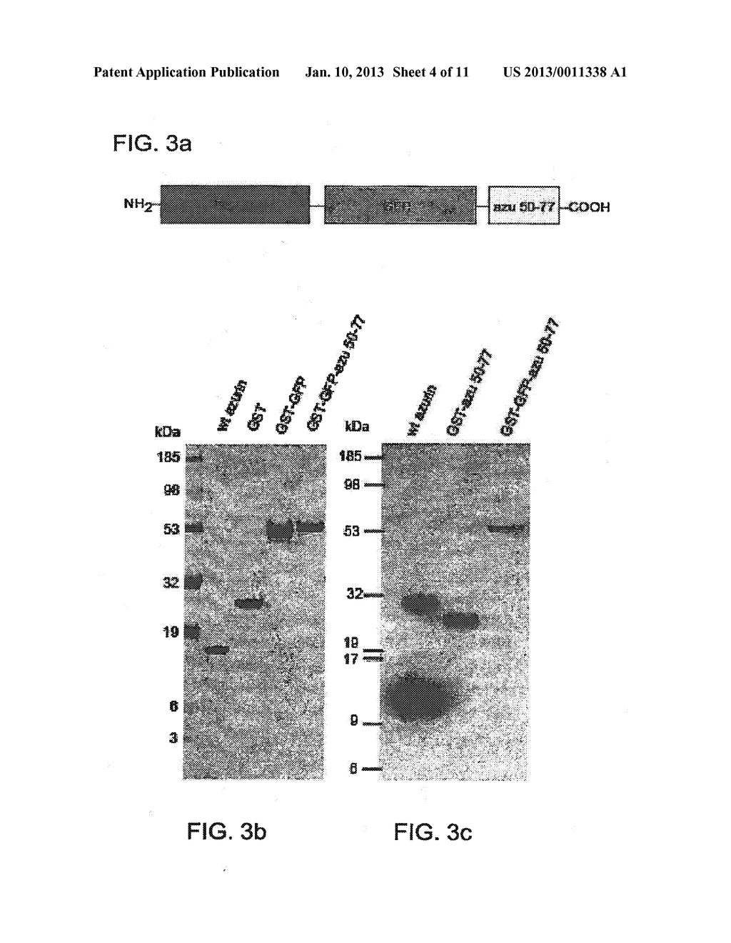 CUPREDOXIN DERIVED TRANSPORT AGENTS AND METHODS OF USE THEREOF - diagram, schematic, and image 05