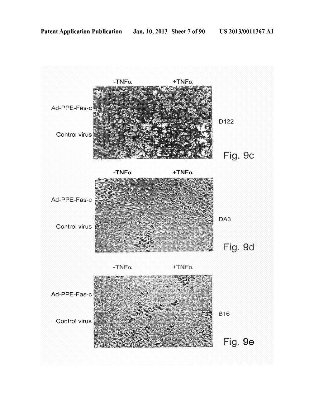 Promoters Exhibiting Endothelial Cell Specificity and Methods of Using     Same for Regulation of Angiogenesis - diagram, schematic, and image 08