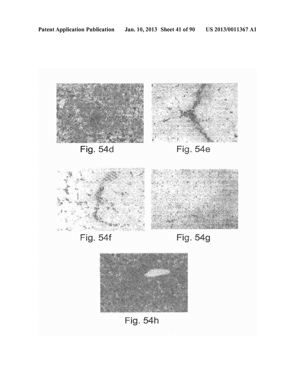 Promoters Exhibiting Endothelial Cell Specificity and Methods of Using     Same for Regulation of Angiogenesis - diagram, schematic, and image 42