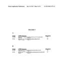 T CELL RECEPTORS SPECIFIC FOR IMMUNODOMINANT CTL EPITOPES OF HCV diagram and image