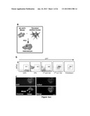 Use of Cytidine Deaminase-Related Agents to Promote Demethylation and Cell     Reprogramming diagram and image