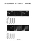 Use of Cytidine Deaminase-Related Agents to Promote Demethylation and Cell     Reprogramming diagram and image