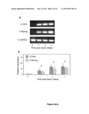 Use of Cytidine Deaminase-Related Agents to Promote Demethylation and Cell     Reprogramming diagram and image