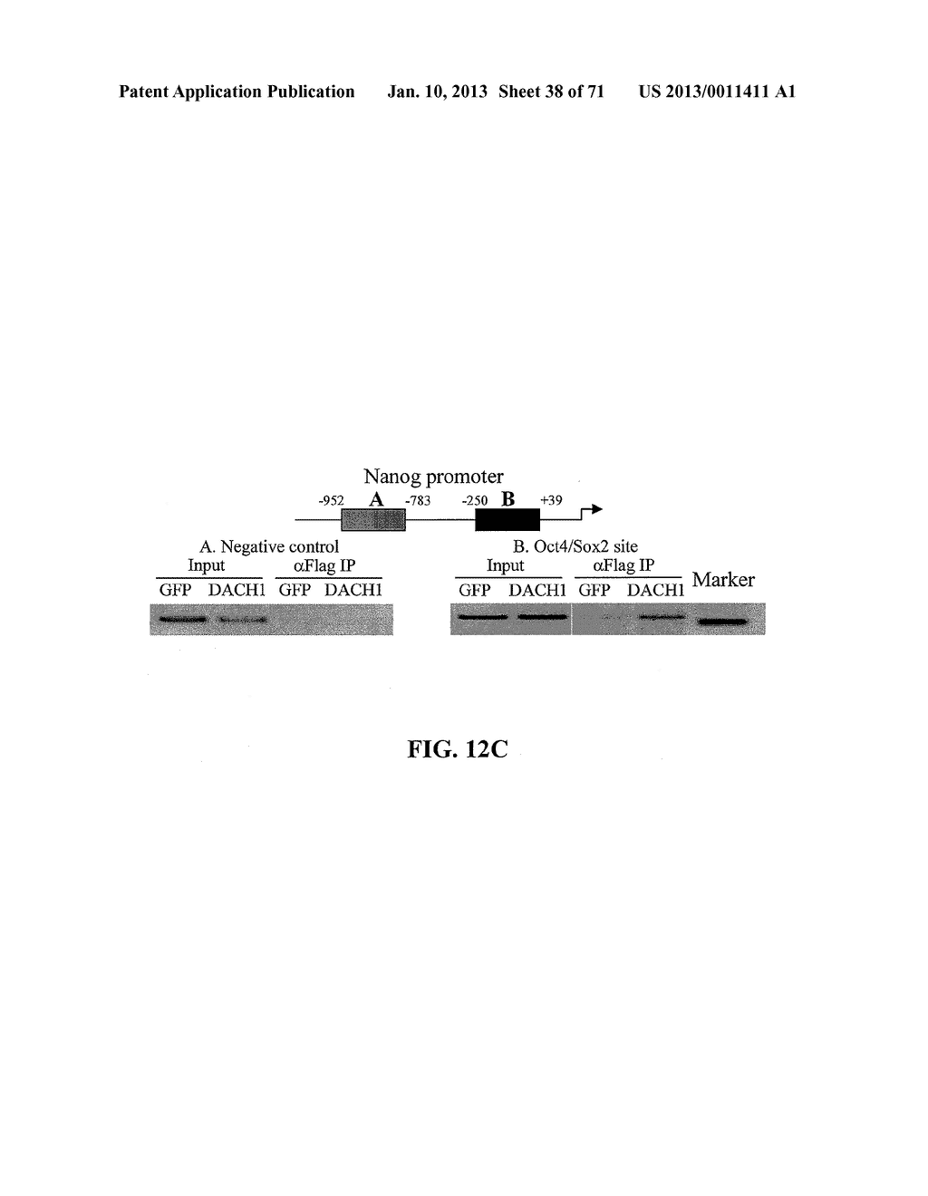 METHODS AND COMPOSITIONS FOR THE DIAGNOSIS, PROGNOSIS, AND TREATMENT OF     CANCER - diagram, schematic, and image 39