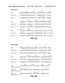 ANTIBODIES TO LYMPHOTOXIN-ALPHA diagram and image