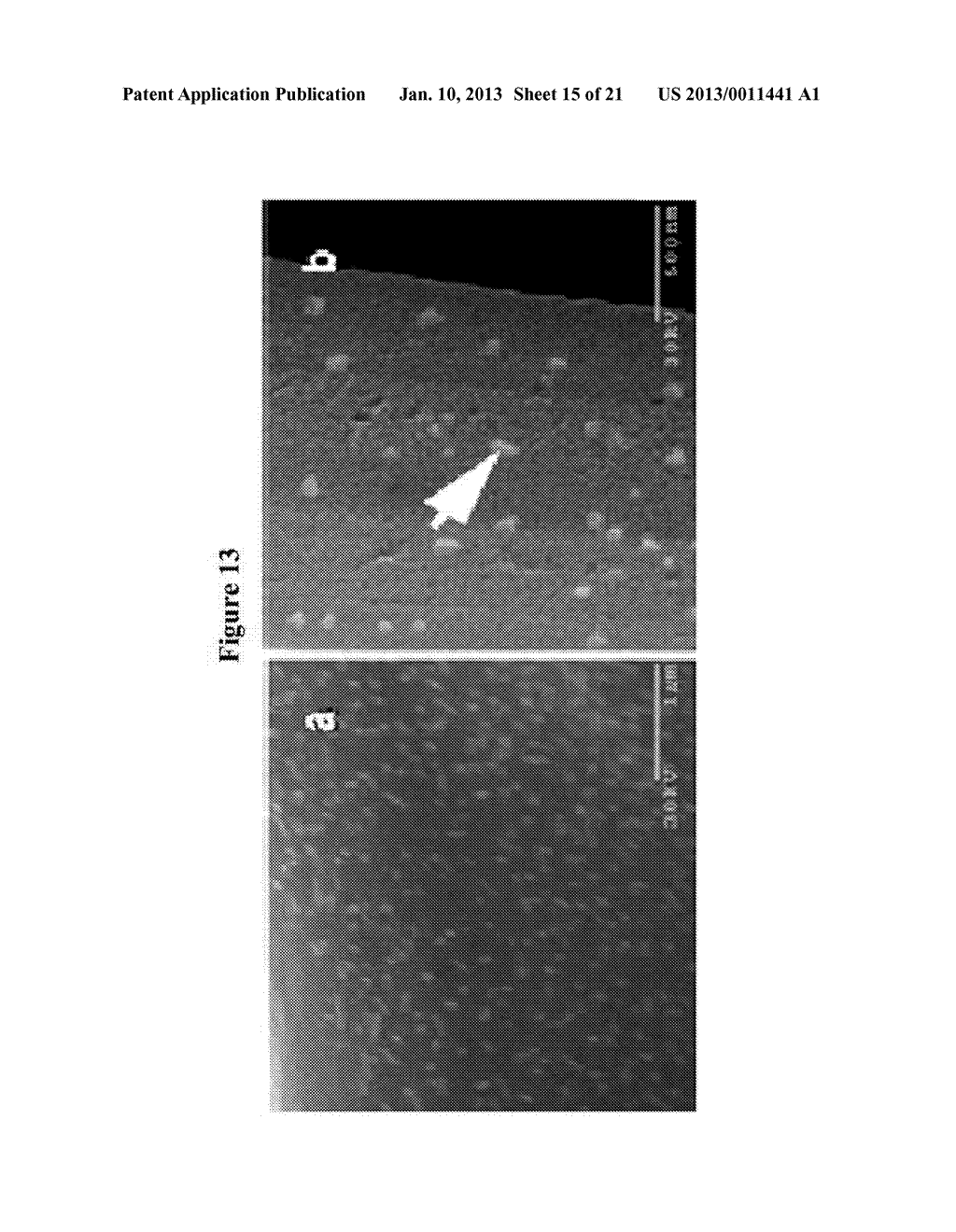 TARGETED DELIVERY OF siRNA - diagram, schematic, and image 16