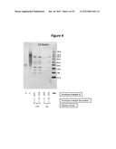 HUMAN RESPIRATORY SYNCYTIAL VIRUS VACCINE diagram and image