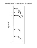 HUMAN RESPIRATORY SYNCYTIAL VIRUS VACCINE diagram and image