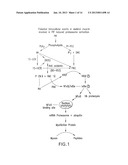 METHOD OF USING BETA-HYDROXY-BETA-METHYLBUTYRATE FOR REDUCING TUMOR GROWTH     RATE diagram and image