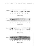 METHOD OF USING BETA-HYDROXY-BETA-METHYLBUTYRATE FOR REDUCING TUMOR GROWTH     RATE diagram and image