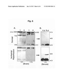 Novel Biomarker Indicative of Ischemic Brain Injury and Its Use diagram and image