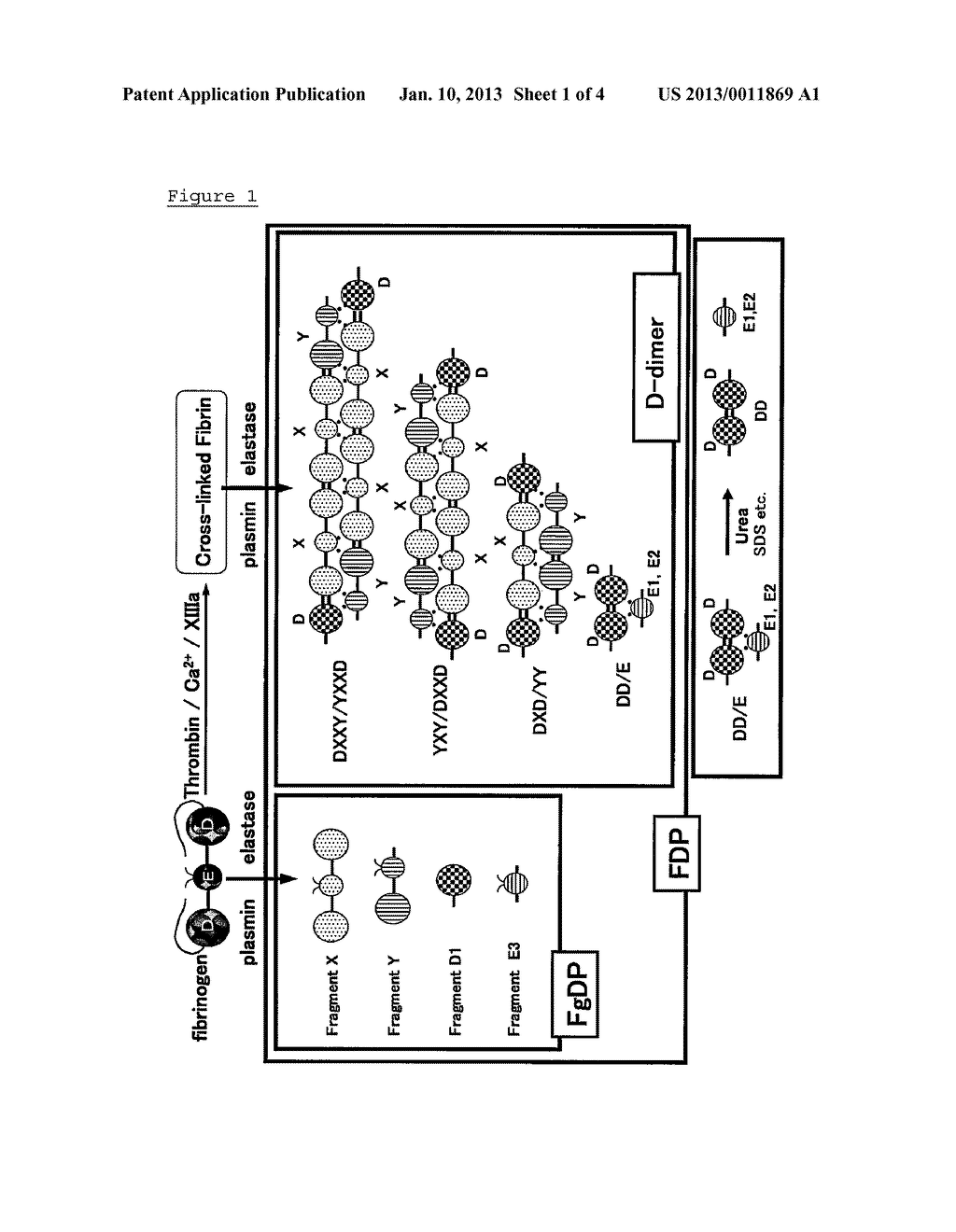 NOVEL MONOCLONAL ANTIBODIES AND METHOD OF IMMUNOLOGICAL ANALYSIS OF     D-DIMER - diagram, schematic, and image 02