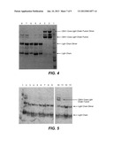 KEX2 CLEAVAGE REGIONS OF RECOMBINANT FUSION PROTEINS diagram and image