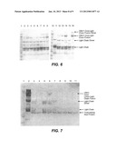 KEX2 CLEAVAGE REGIONS OF RECOMBINANT FUSION PROTEINS diagram and image