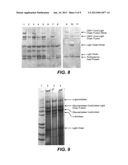 KEX2 CLEAVAGE REGIONS OF RECOMBINANT FUSION PROTEINS diagram and image