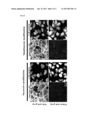 CYCLIC COMPOUND, METHOD FOR PRODUCING CYCLIC COMPOUND, AND METHOD FOR     MODIFYING BIOLOGICAL MOLECULE diagram and image