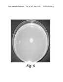 Culturing Medium diagram and image